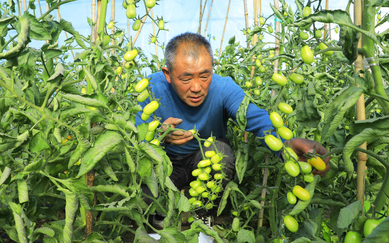 bt365体育官网育_亚洲365bet体育_365上怎么买比分察北管理区：大棚蔬菜带富众乡亲